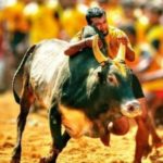 Jalli kattua- South India's bloody festival