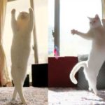 Pet cat also got eager of bellay dance