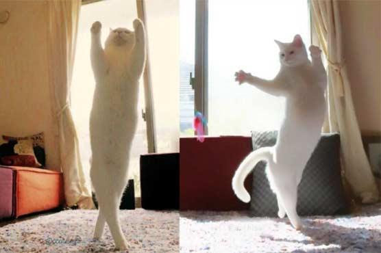 Pet cat also got eager of bellay dance