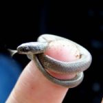 Meet the smallest of the world. But with amazing animals