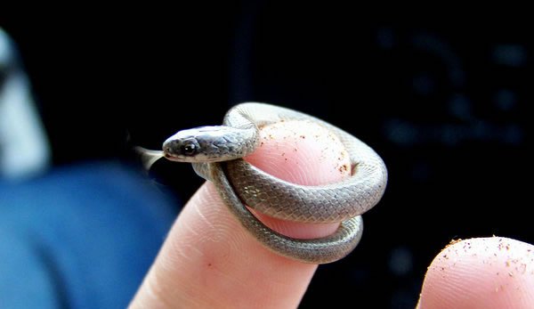 Meet the smallest of the world. But with amazing animals