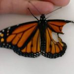 The merciful woman joint the broken butterfly feather