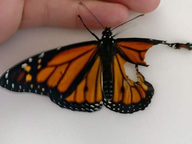 The merciful woman joint the broken butterfly feather