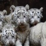 China, white kid tiger present in front of the public in zoo