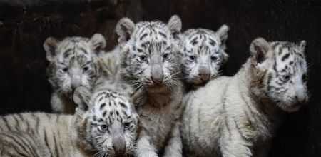 China, white kid tiger present in front of the public in zoo