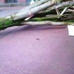 Holland: The stormy winds threw a powerful tree out of the root