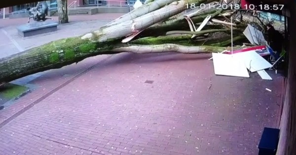 Holland: The stormy winds threw a powerful tree out of the root