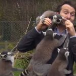 Naughty monkeys put the journalist in trouble