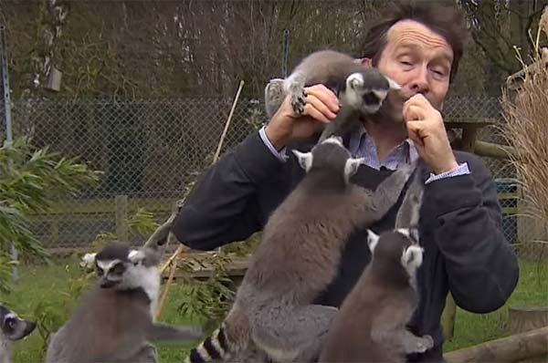 Naughty monkeys put the journalist in trouble