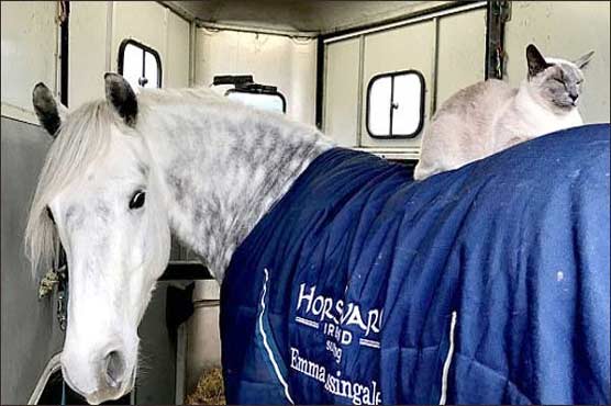 Amateur of horse riding Cat