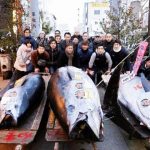 A fish sold in Japan except Rs 3.15 crores