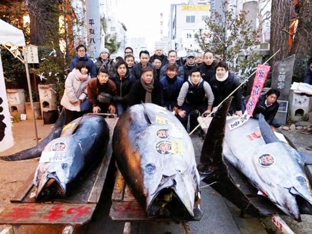 A fish sold in Japan except Rs 3.15 crores