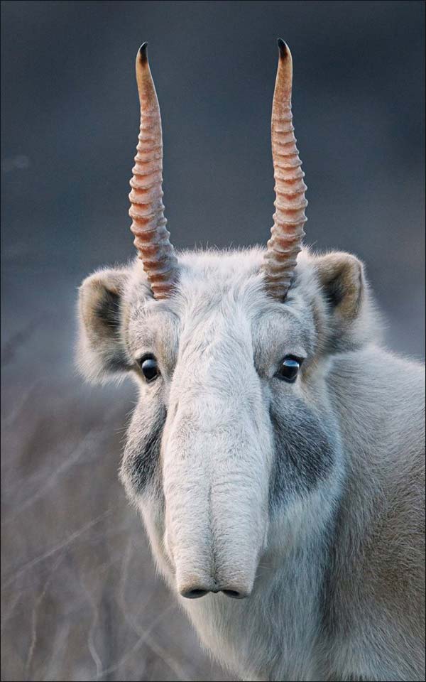 Imitation animal with Goat, deer and 12 Singha