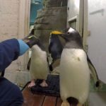 Penguins give zookeeper trouble at weigh in America