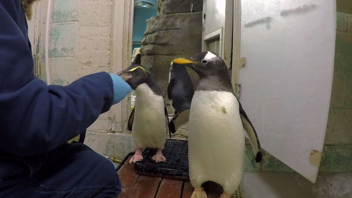 Penguins give zookeeper trouble at weigh in America