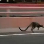 Australia; Kid wallaby take the police racing