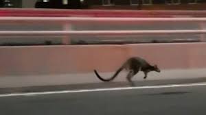 Australia; Kid wallaby take the police racing