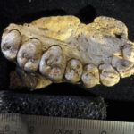 Discovered one million 94 thousand years old human jaw in Israel