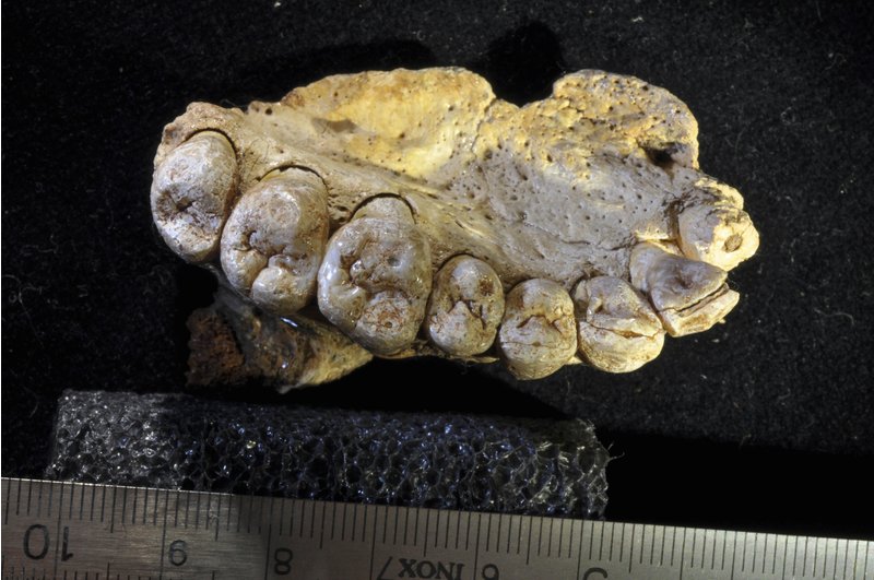 Discovered one million 94 thousand years old human jaw in Israel