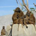 52 monkeys runaway from the Paris zoo