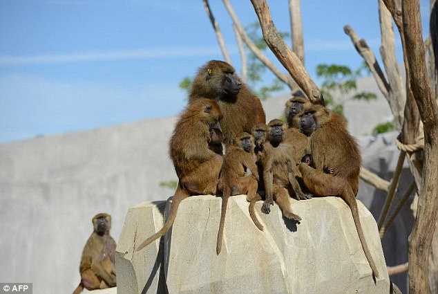 52 monkeys runaway from the Paris zoo