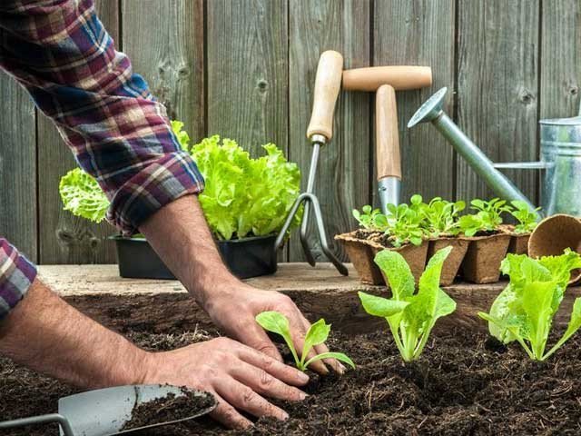 Gardener