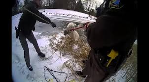 The animals too went hard from severe winter