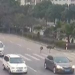 Ostriches run riot on busy road in China