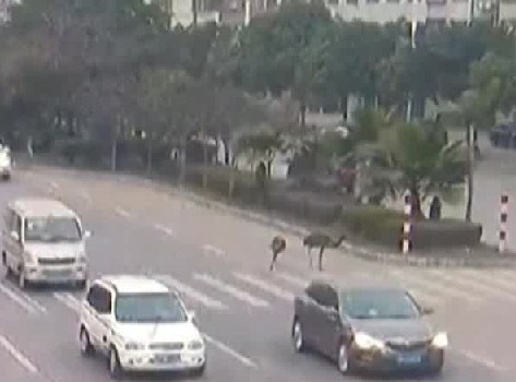 Ostriches run riot on busy road in China