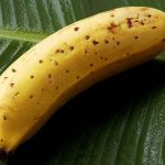 Japanese experts prepared banana to eat with peak