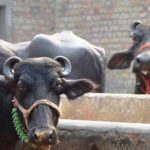 Banned on the vaccination to Buffalo for milk production