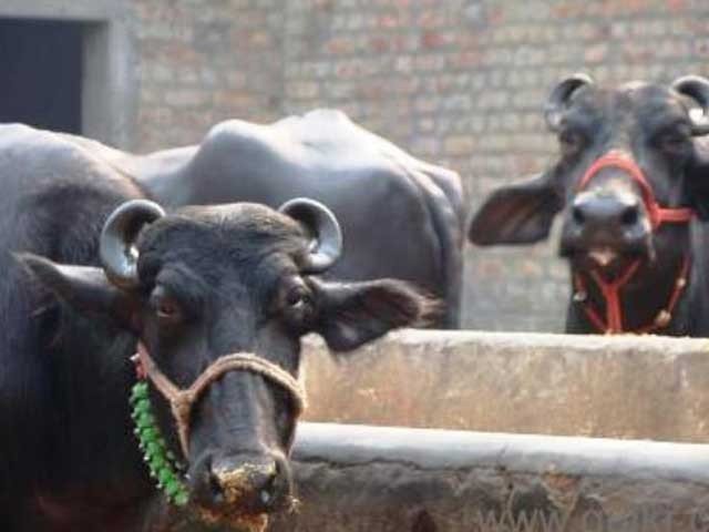 Banned on the vaccination to Buffalo for milk production