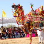 Holding international camels festival in India