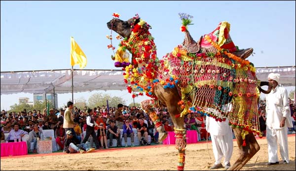 Holding international camels festival in India