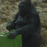 Guerrilla 33th birth day arranged in zoo
