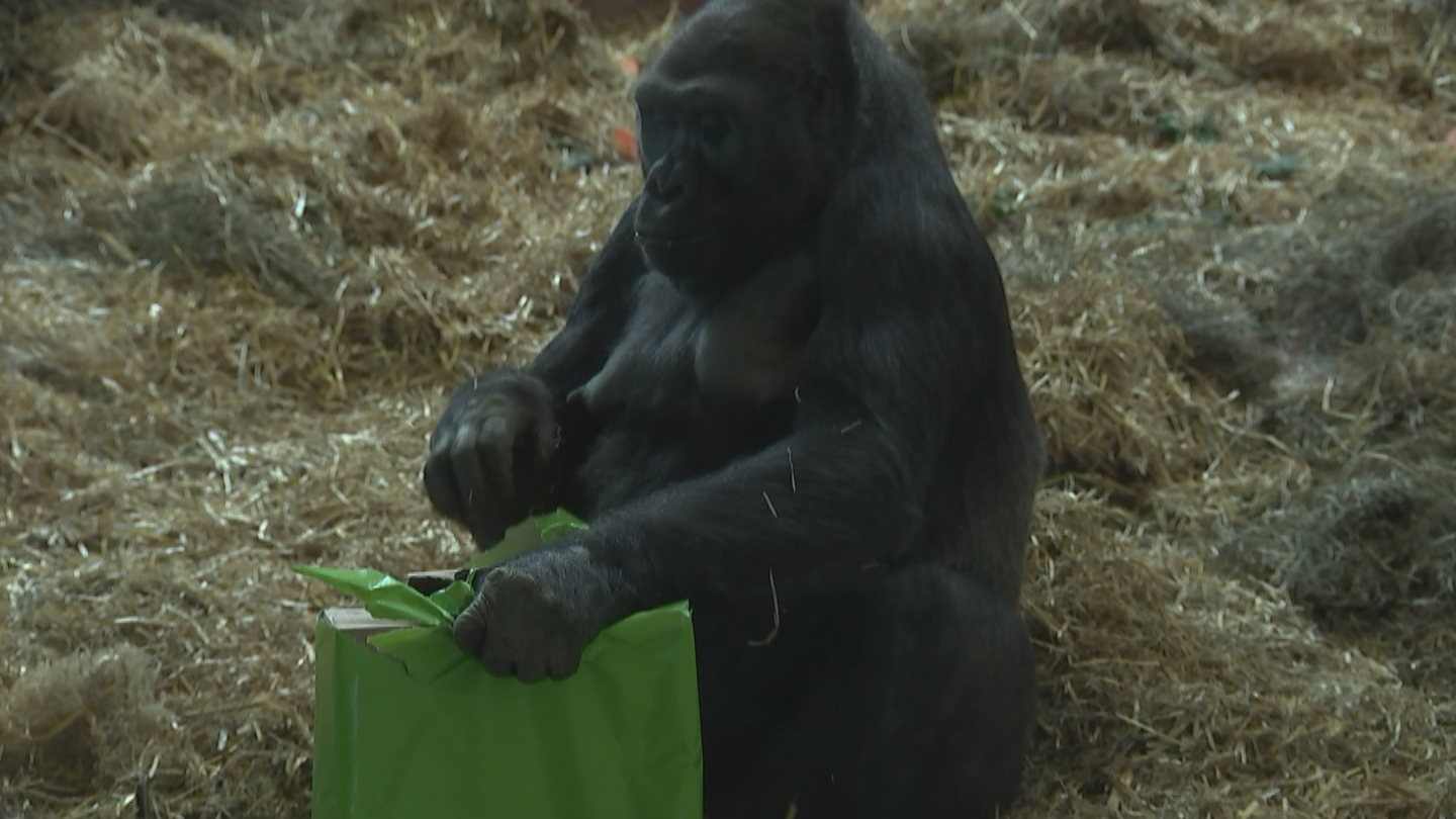 Guerrilla 33th birth day arranged in zoo