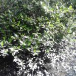 Calmate; Paradise of mangrooz forests
