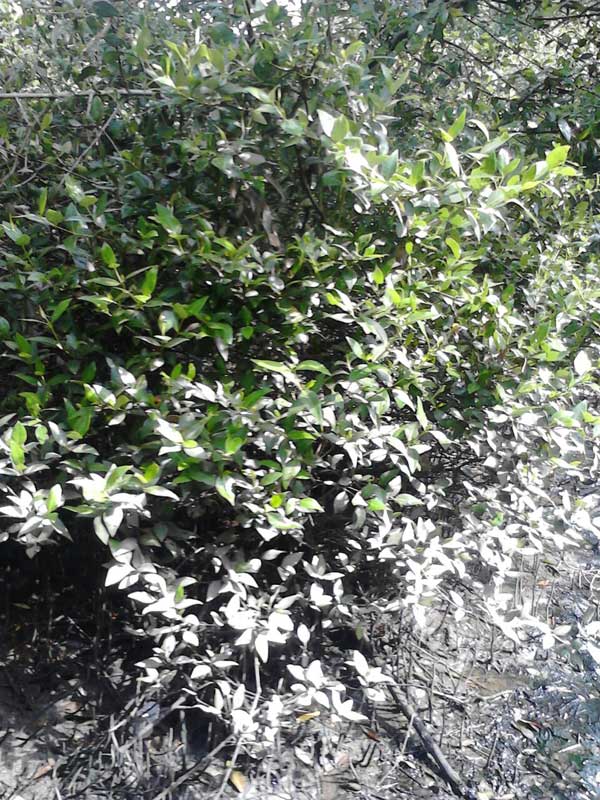 Calmate; Paradise of mangrooz forests