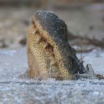 Unique synthesis of survival of the crocodile in the ice lake, video viral