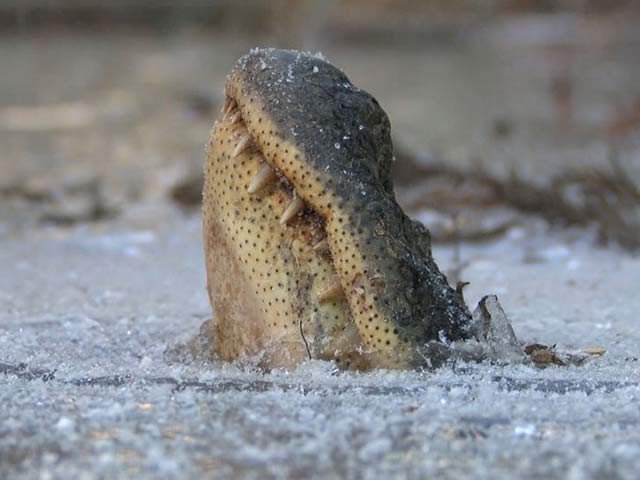 Unique synthesis of survival of the crocodile in the ice lake, video viral