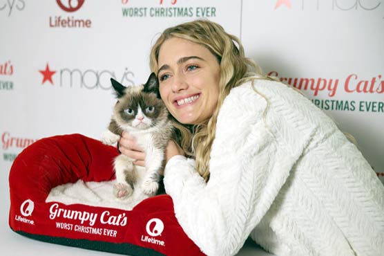 Due to angry cat, the company's debt amount of $ 7 million