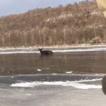 American person help of deer caught in the river