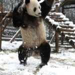 China's pandies saw snowfall, and it turned out