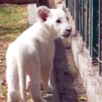 Mexico: White lion kid presents the front of the media for the first time