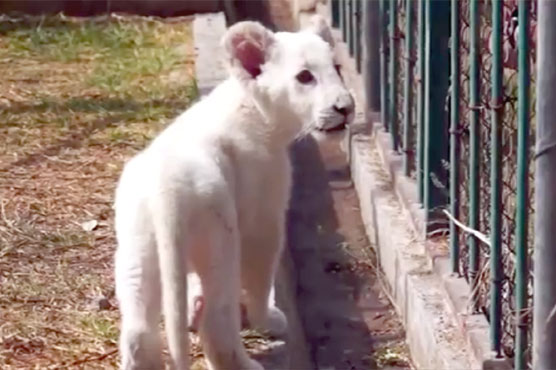 Mexico: White lion kid presents the front of the media for the first time