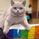 Cat show starts in portland