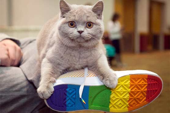 Cat show starts in portland
