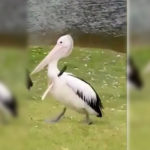Viral video of Pelican filmed walking after being stabbed with a knife