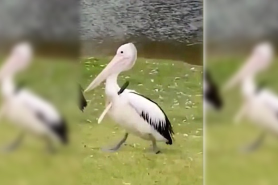 Viral video of Pelican filmed walking after being stabbed with a knife
