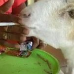 Indian Goat addiction of tobacco and cigarettes